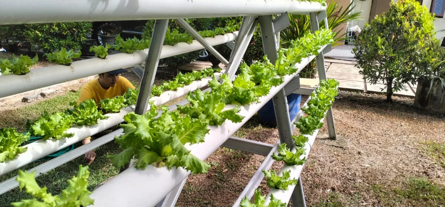 ide kreatif berhidronik di pipa paralon