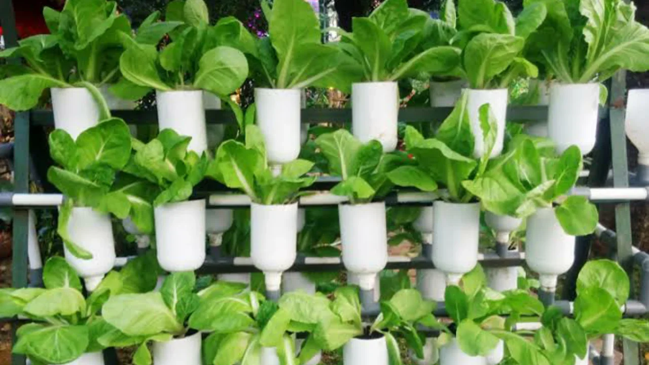 ide kreatif berkebun di rumah