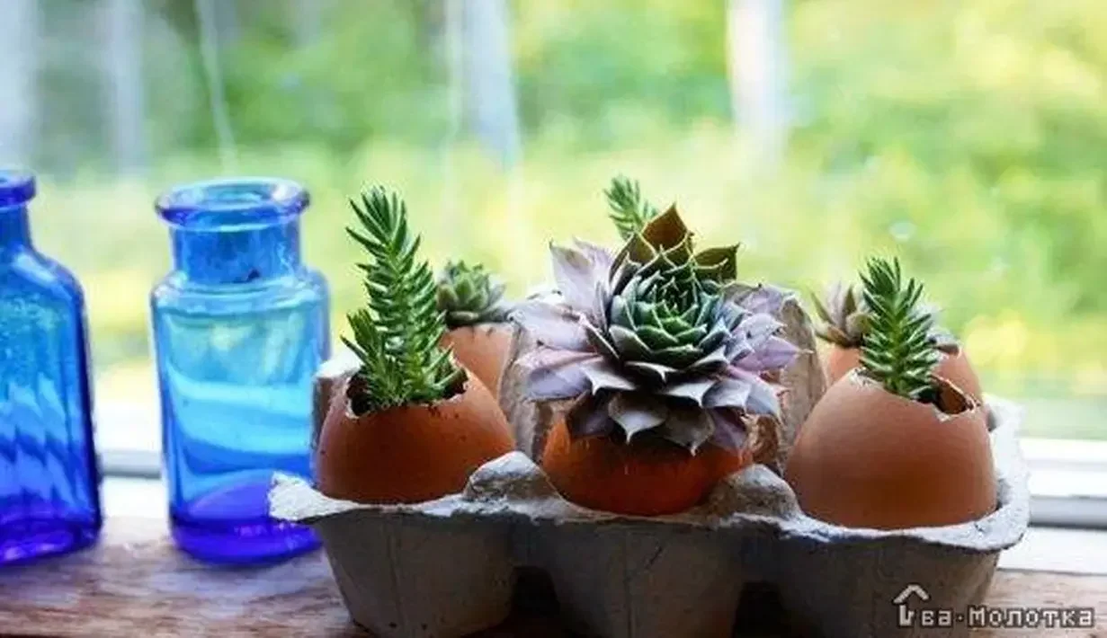 ide kreatif dari cangkang telur