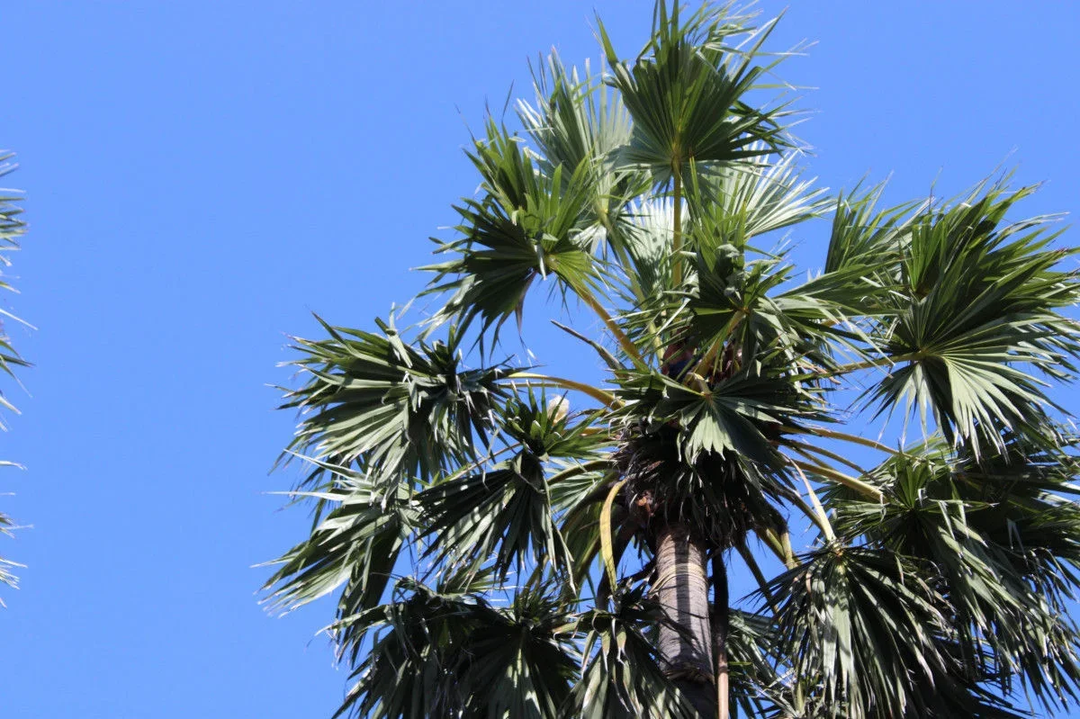 ide kreatif dari pelepah pohon lontar