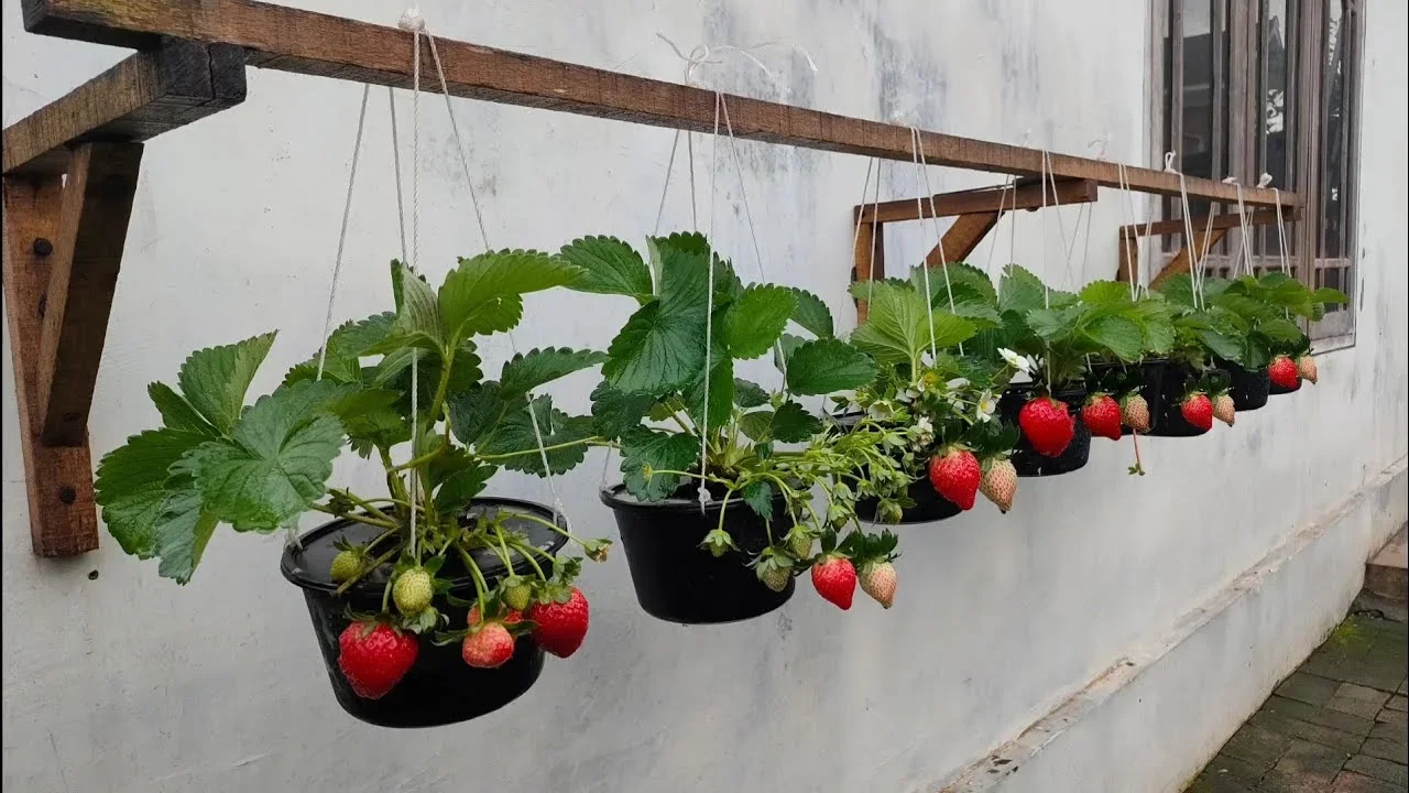 ide kreatif menanam biji strawberry