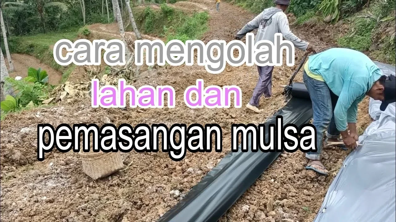 ide kreatif mengolah lahan 100 m