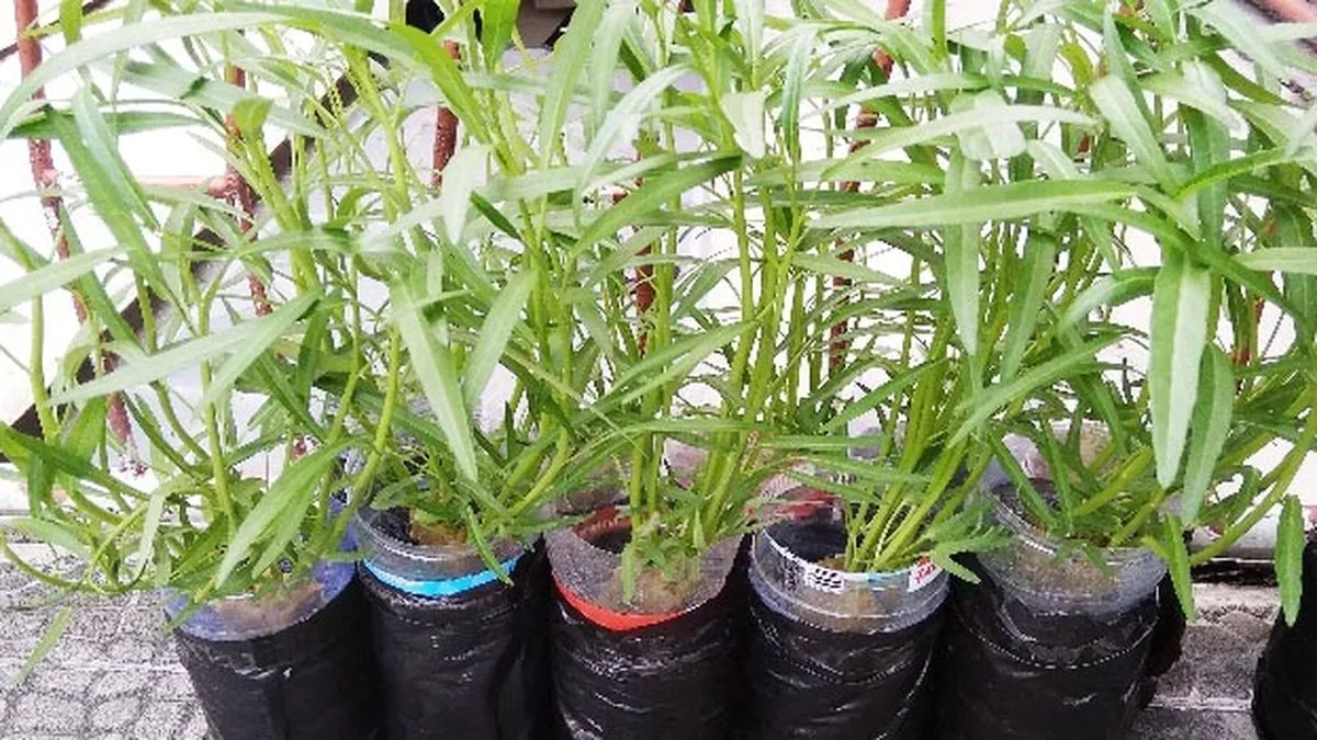 ide kreatif pot hidroponik