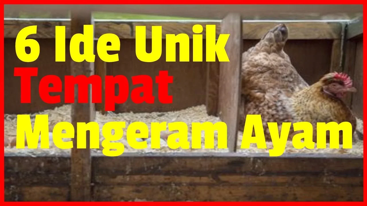 ide kreatif rumah ayam