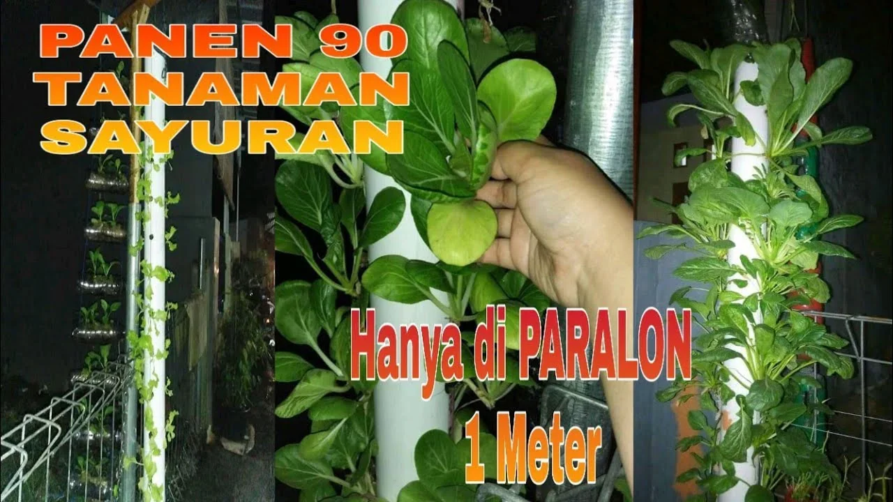 ide kreatif tanam sayur