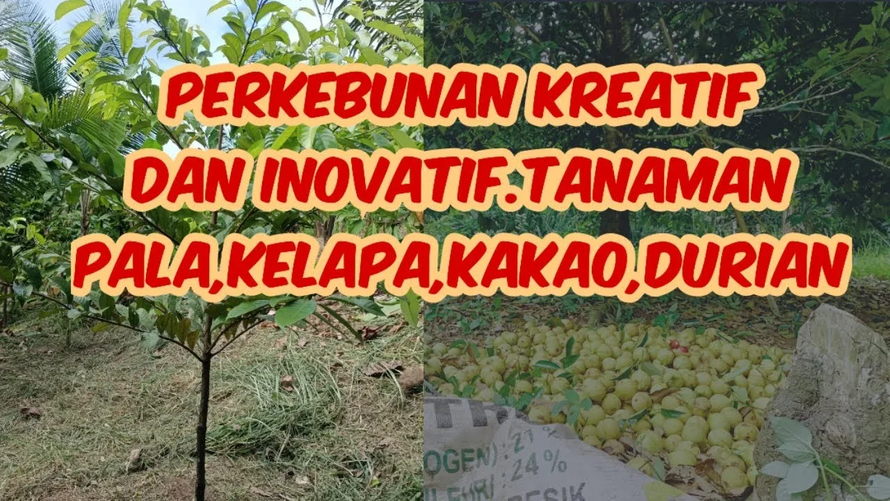 ide kreatif tanaman bogenvil