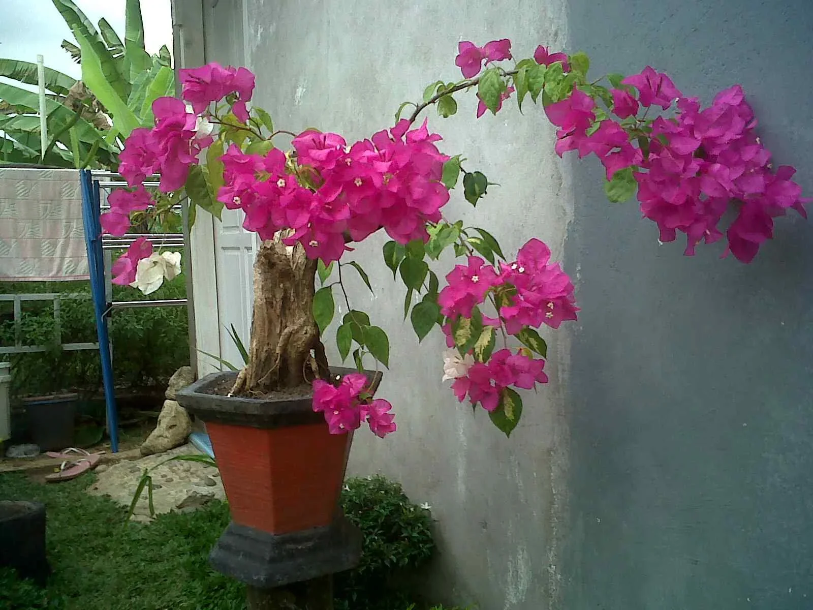 ide kreatif tanaman bugenvil