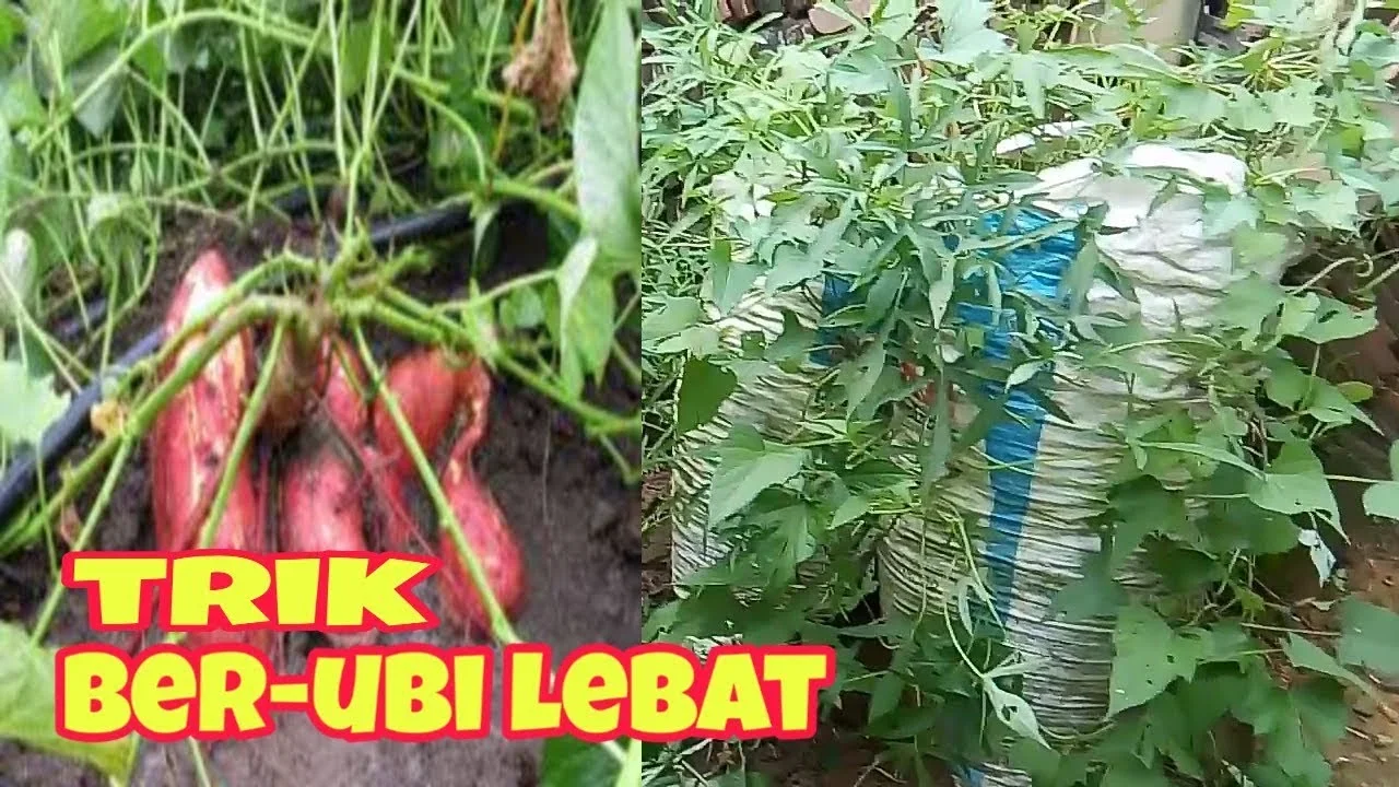 ide kreatif ubi cilembu