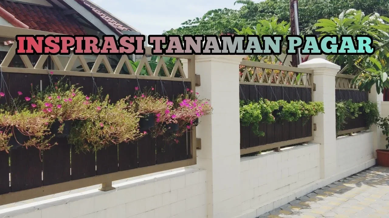 ide kreatif untuk tanaman pagar