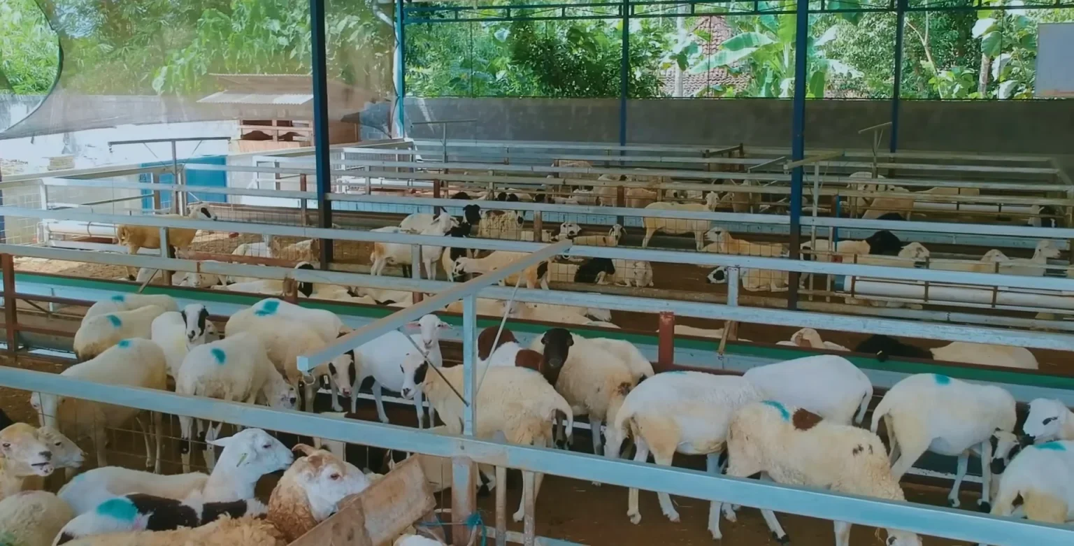 ide kreatif untuk usaha kambing