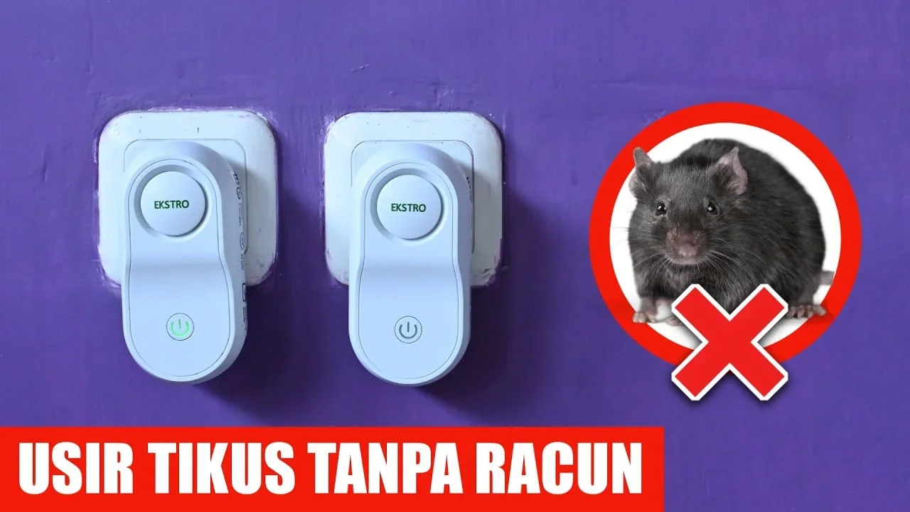 ide kreatif usir tikus