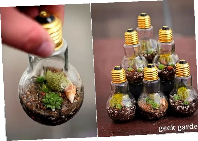 kata-kata untuk ide kreatif terarium